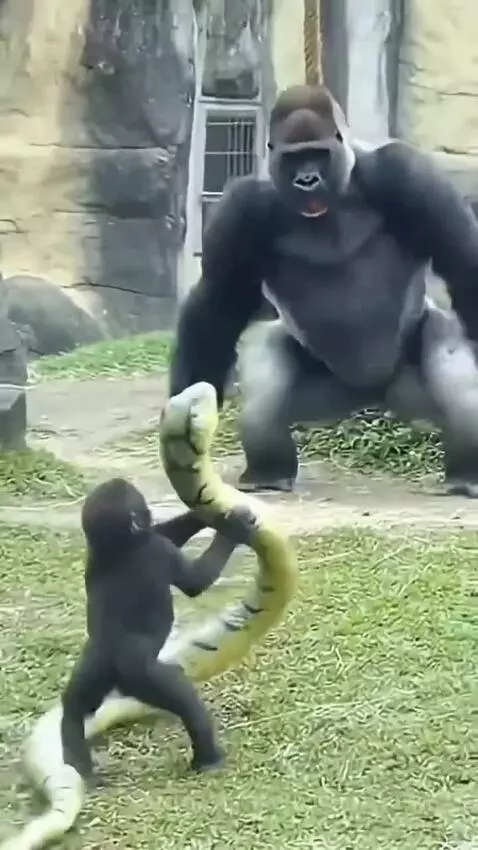 Baby gorilla holding a toy snake, its mother startled and running away.