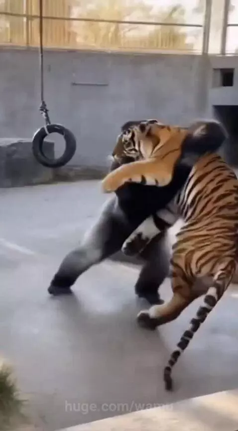 Gorilla pinning a tiger to the ground in a zoo enclosure with dramatic visual effects.