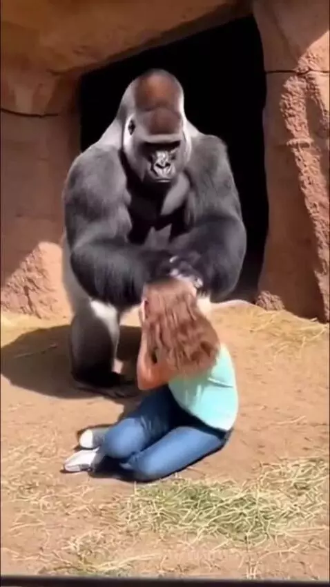Gorilla is twisting her hand🥶😭 by wamu