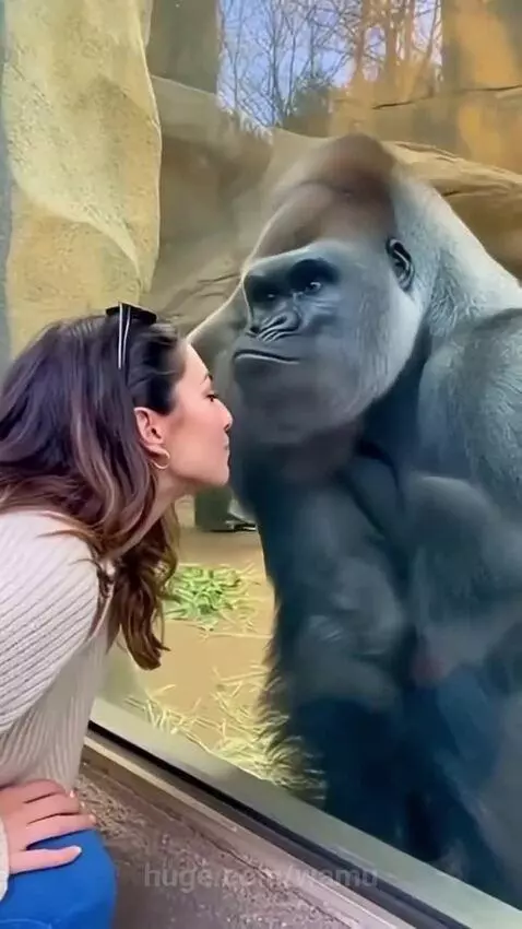 Woman in white sweater at zoo enclosure blowing a kiss to a silverback gorilla.