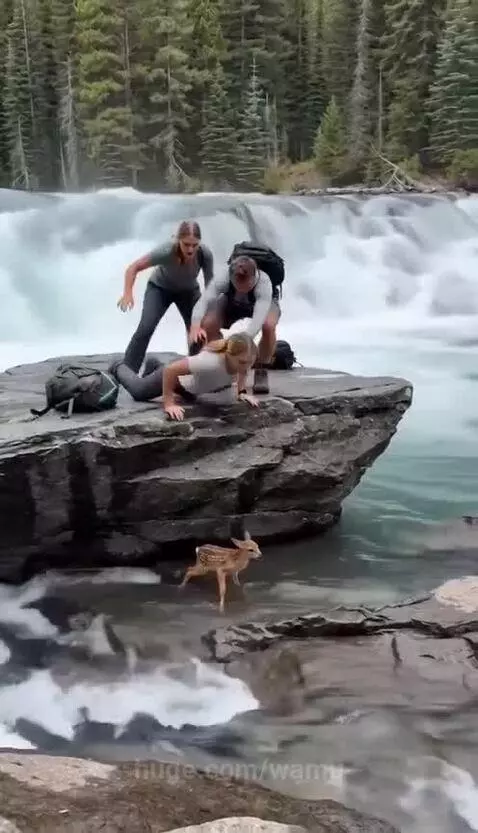Hikers on a rock saving a baby deer from a river near a waterfall.
