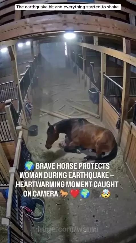 Horse lying down on a woman in a barn during an earthquake, shielding her from falling debris.