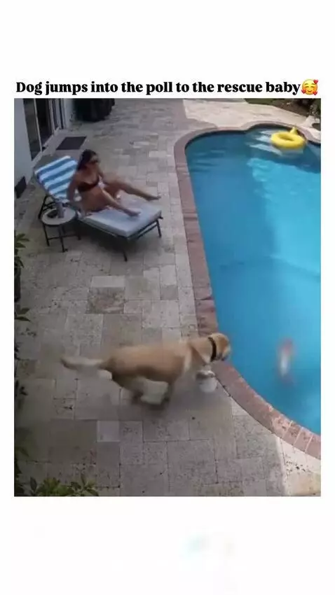 A dog swimming in a pool towards a baby, with a woman watching.