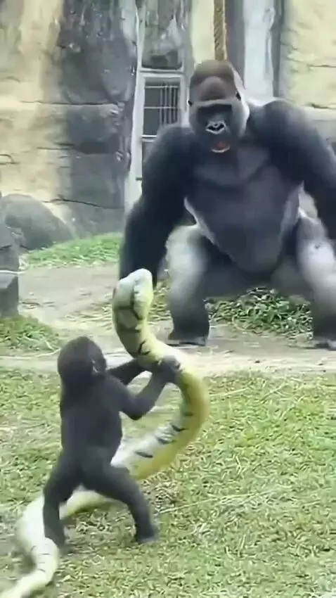 Baby gorilla holding a toy snake, startling an adult gorilla who is running away.