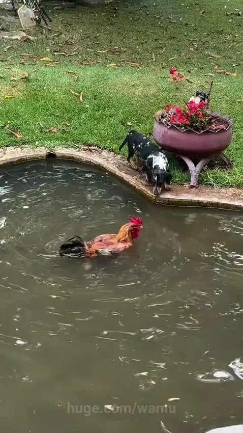 A small puppy pulling a rooster out of a shallow pond onto grassy land.