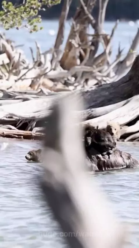 Mother grizzly bear swims with two cubs, one riding on her back, heading towards a sandy shore.