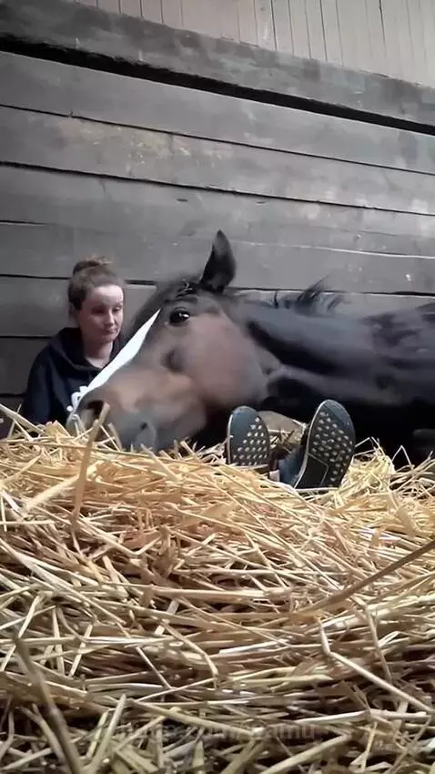 A woman sits on hay, leaning against a wall, as a horse lies down with its head on her lap.