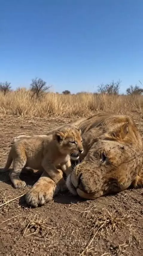 A small lion cub stands beside its still mother on a dry savanna, nudging her and crying.