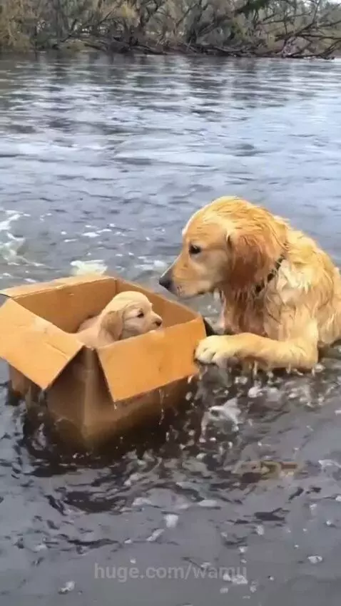 Golden Retriever mother dog nudging a box of puppies towards a riverbank after they were abandoned.