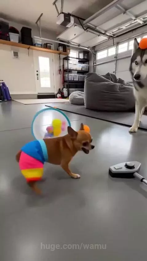 Husky and chihuahua playing together with balls and a laundry basket.