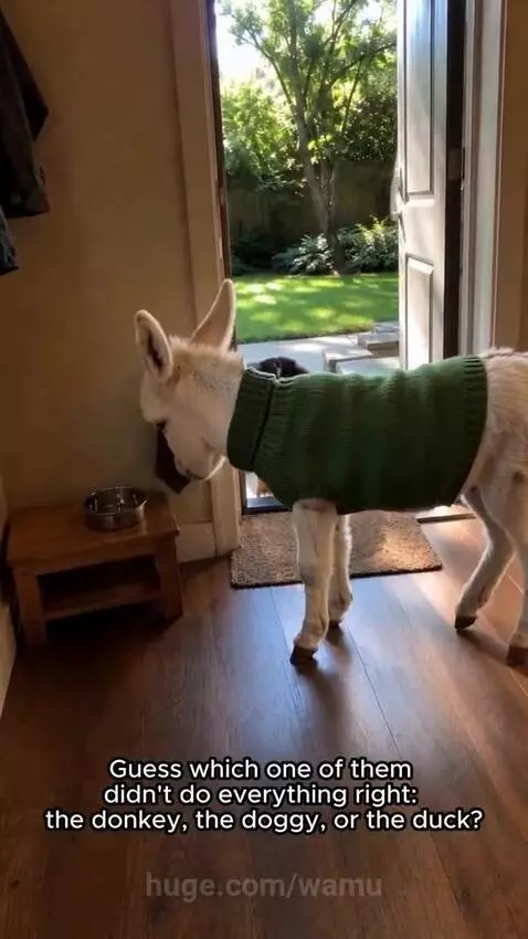 A donkey in a sweater, a dog, and a duck approach a water bowl inside a house.