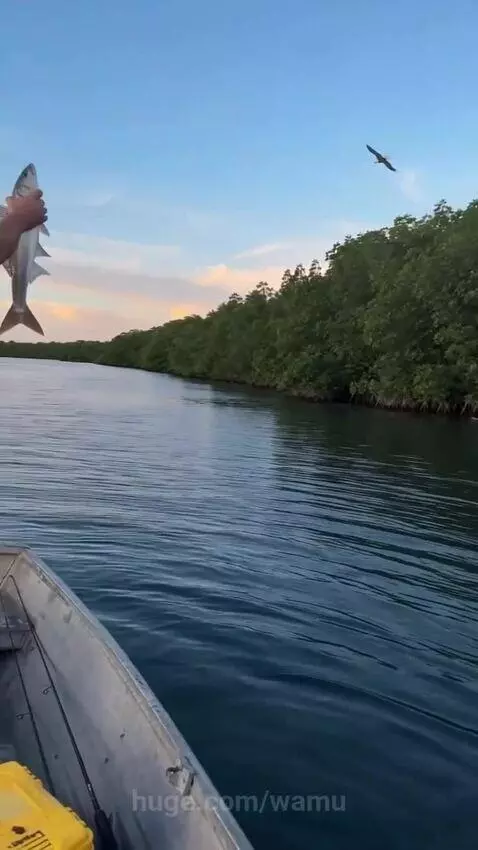 Man on a boat throws a fish to a bald eagle, which catches it in mid-air.