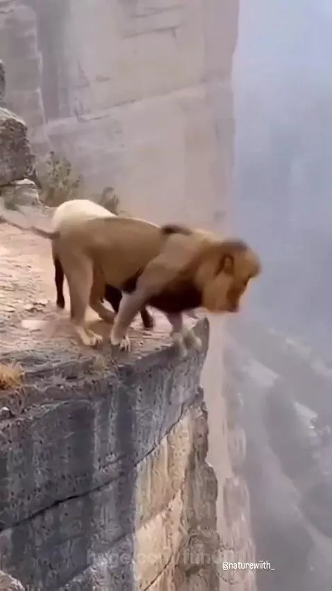 Lion falling from a high, rocky cliff face, tumbling down towards the ground.