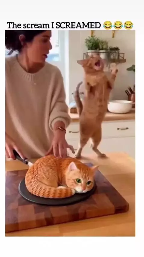 A cat sitting next to a realistic cat-shaped cake, appearing distressed and vocalizing loudly.