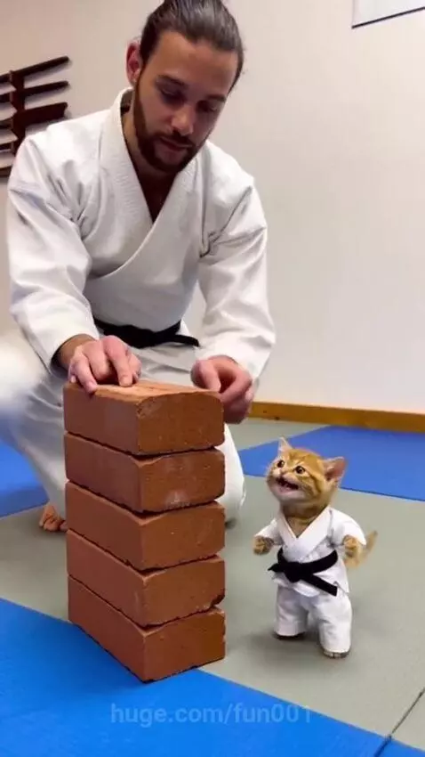 Orange kitten in a white karate gi with a black belt stands next to a man, ready to break red bricks on a blue mat.