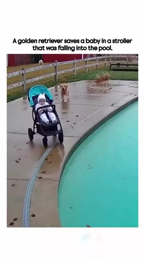 Golden retriever nudging a baby stroller near a swimming pool before jumping in.
