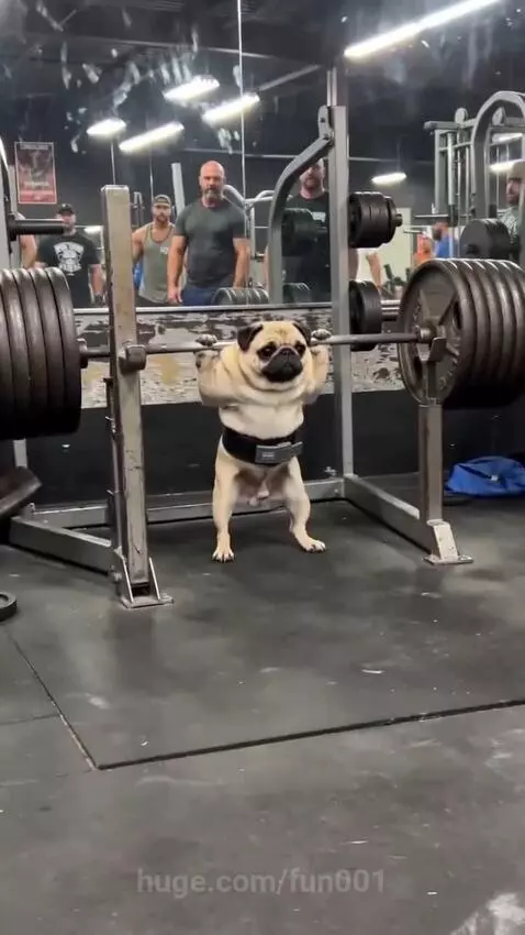 A pug dog wearing a harness at a gym squat rack, appearing to lift a heavily weighted barbell.