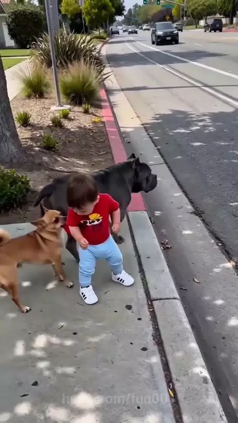 A baby in a red shirt stands near a busy road, with two dogs, a grey pitbull and a light brown dog, preventing the baby from stepping into traffic.