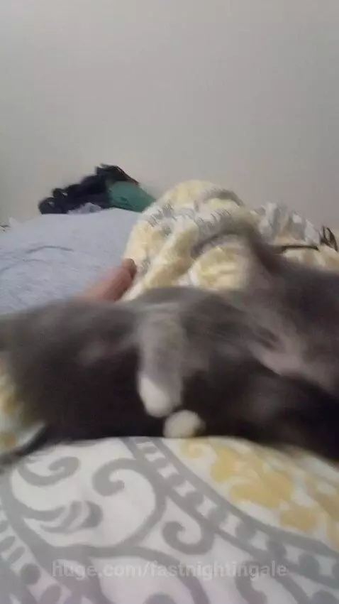 Two pussys fighting by fastnightingale