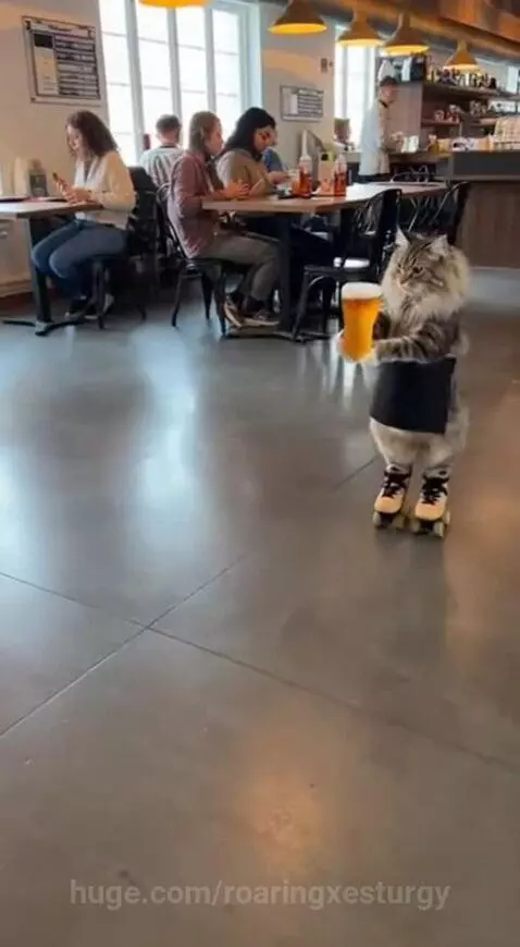 Cats skating it's crazy by roaringxesturgy