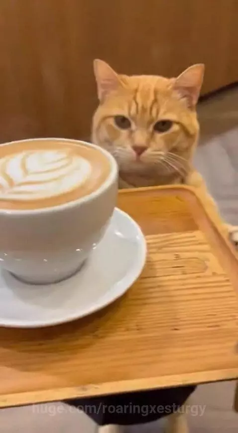 Caffeinated by a cat😺 by roaringxesturgy