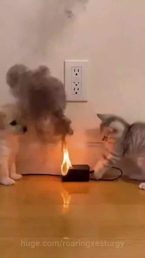A light-colored puppy and a tabby kitten watch as a charging block catches fire, then the puppy urinates to put it out.