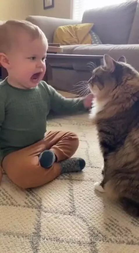 Baby sitting on a rug reaches for a fluffy cat, which gently swats its hand.