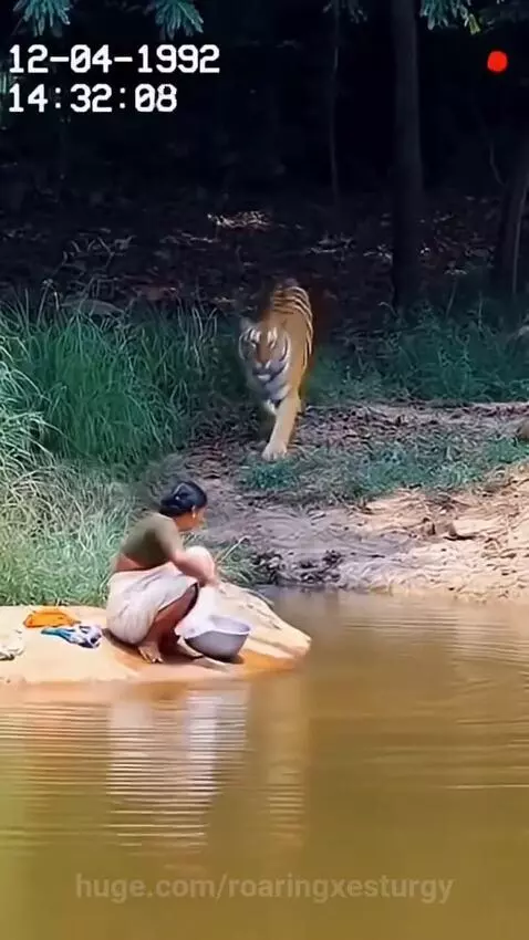 Tiger lunging at a woman washing clothes by a body of water, knocking her in.