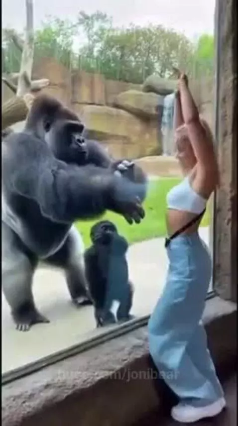 Woman dancing in front of a gorilla enclosure at a zoo, with a large gorilla and a juvenile gorilla visible.