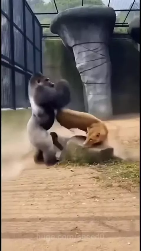 Adult gorilla aggressively pushing a lion away from a baby gorilla in an enclosure.