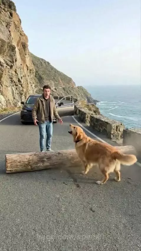 Golden retriever looking at a man, with a rescued puppy nearby, both dogs later sleeping peacefully.