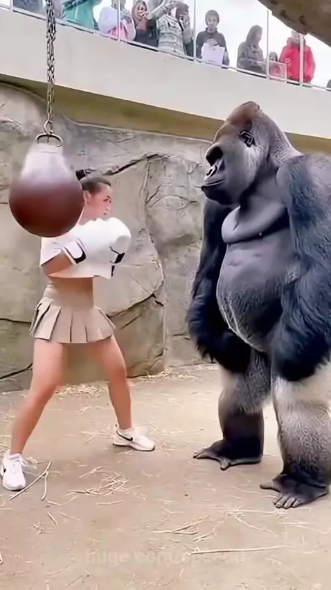 Woman surprised as a gorilla powerfully punches a speed bag, sending it flying.