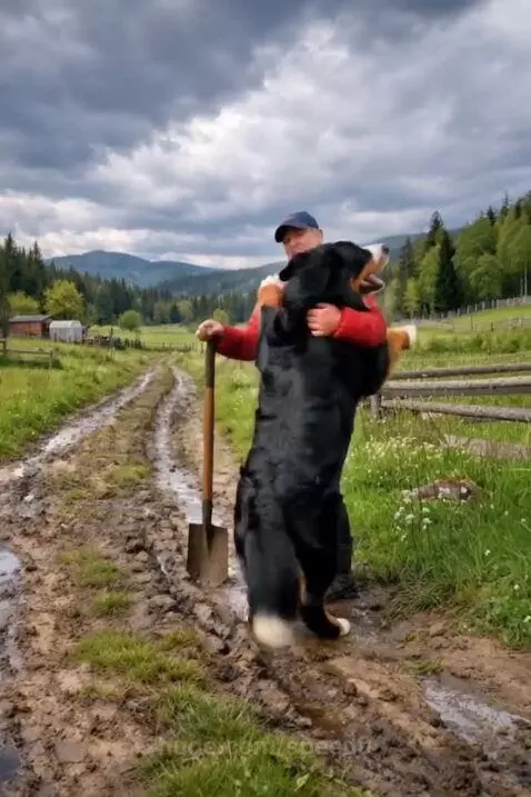 Bernese Mountain Dog watches as a man cuts a wire fence to free a trapped giraffe.