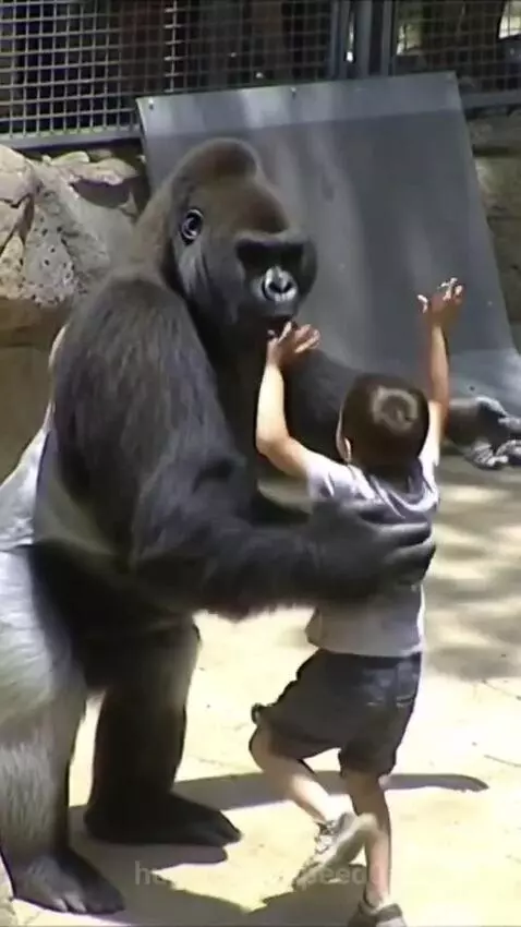 A large gorilla gently holding a small child's head and lifting them carefully.