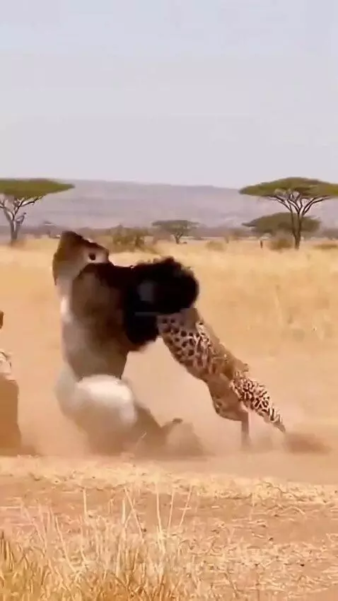 CGI gorilla fighting a cheetah to save a man on a savanna.