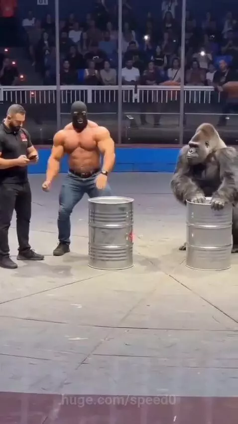 Realistic gorilla suit performer crushing a metal barrel with immense power in an arena performance.