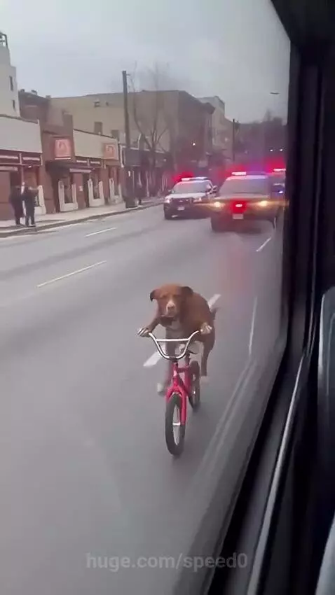 Brown dog riding a red bicycle on a street with police cars following.