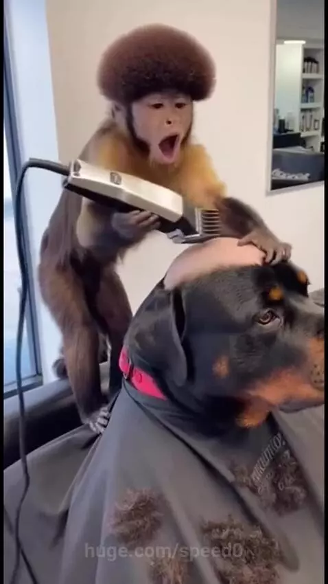 Capuchin monkey with afro haircut shaving a calm Rottweiler dog's head with an electric shaver.