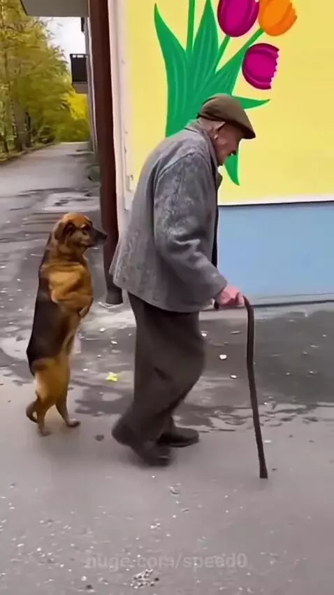 Elderly man with a cane walks next to a dog that is walking upright on its hind legs, mimicking his pace.