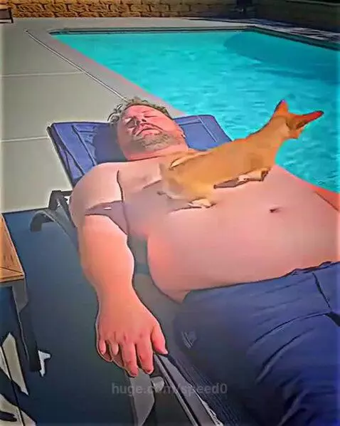 A small brown dog joyfully leaps into a clear blue swimming pool next to a man on a lounge chair.
