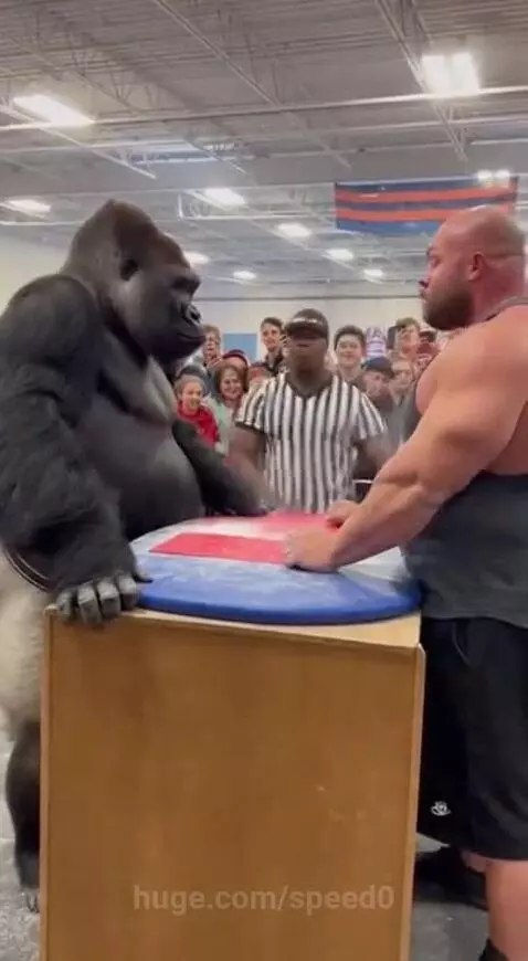 A person in a realistic gorilla costume arm wrestling a muscular man, with a referee and cheering crowd.