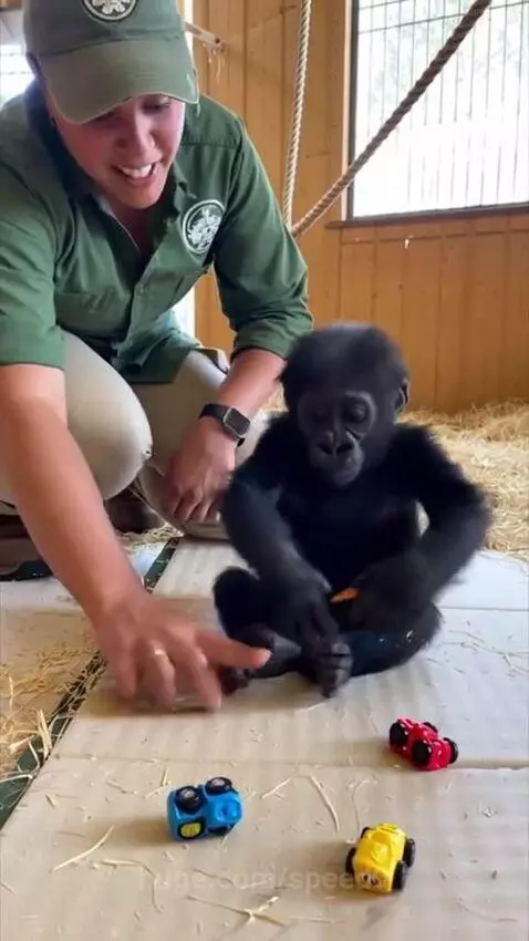 A baby gorilla sits on a mat playing with toy cars while a zookeeper encourages it.
