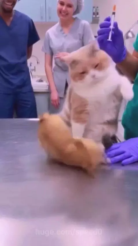 A small dog in a vet clinic dramatically falls over as a person holds a large syringe near it.