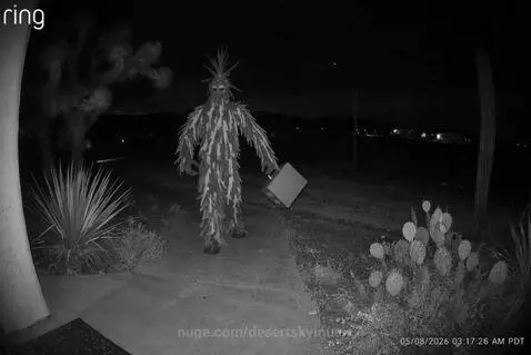 Yucca Man Amazon 3am delivery by desertskymusic