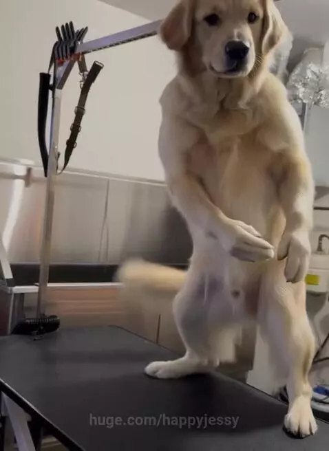 Dancing dog with vibes by happyjessy