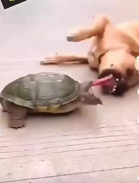 Dog trying to eat a tortoise 🐢 by happyjessy