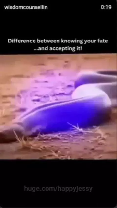 What a great save. The big lions 🦁 came to save the day. by happyjessy