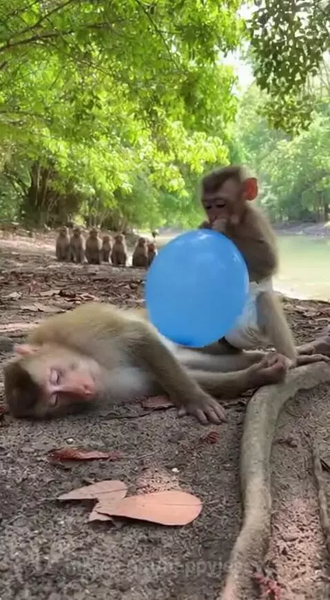 Monkey 🐒 fun game. by happyjessy