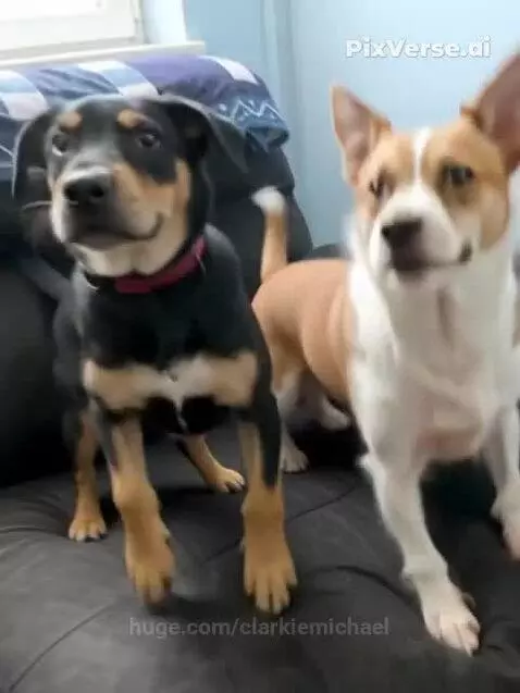 Dancing dogs by clarkiemichael