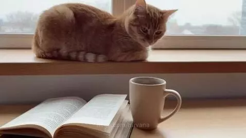 lovely cat by nirvana